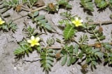 Tribulus Terrestris